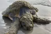 World's Rarest Sea Turtle Rescued After Stranding on Texas Beach