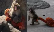 Zoo Urges Public Not to Pity Viral Monkey Punch Amid Social Media Frenzy
