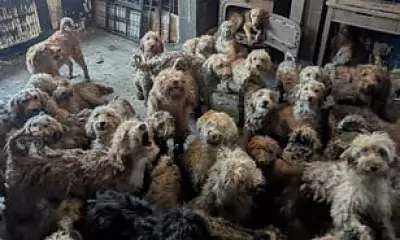 250 Poodles Rescued from Nottingham House in Overwhelming Breeding Case