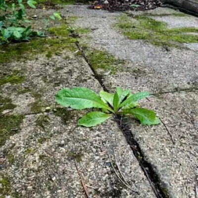 3-Minute Boiling Water Method to Kill Patio Weeds and Moss