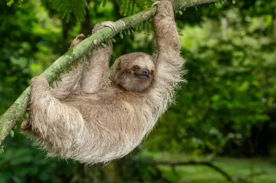 31 Sloths Die in Orlando Warehouse, Sparking Animal Welfare Outrage