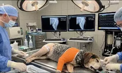 AI-Powered Pet Scam Targets Desperate Florida Family with Fake Surgery Images