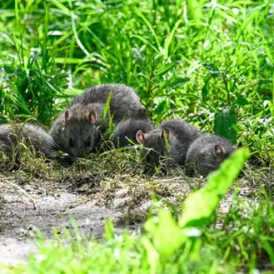 Alan Titchmarsh's Key Tip to Stop Rats Invading Your Garden This Spring