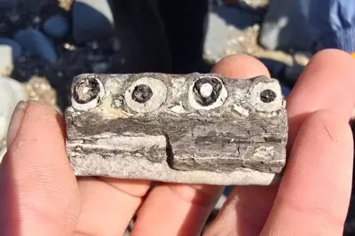 Amateur Fossil Hunter Discovers Rare Piece of Ancient Sea Crocodile
