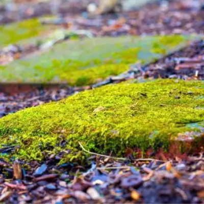 Banish Patio Moss with a 60p Washing-Up Liquid Trick, No Pressure Washer Needed