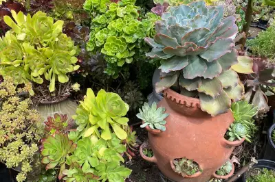 Beyond Berries: The Versatile World of Strawberry Pots for Creative Gardening