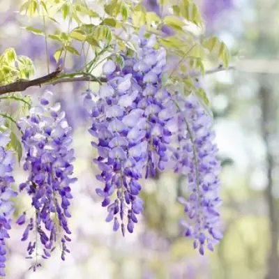 Boost Your Wisteria Blooms: 3 Essential Pre-Flowering Tasks Revealed