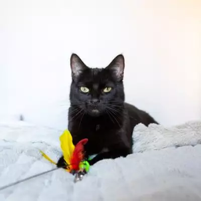 Cat Owners Resort to Treats and Baby Talk to Win Over Aloof Feline Affection