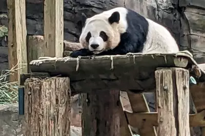 China to Send Giant Pandas Ping Ping and Fu Shuang to Atlanta