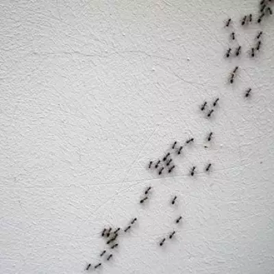 Cinnamon's Ant-Repelling Power: The Simple Spice Solution for Pest-Free Homes