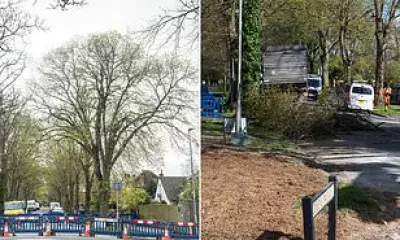 Climate Council Apologises After Felling Historic Lime Tree in Dorchester