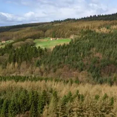 Dalby Forest: Yorkshire's Dark Sky Sanctuary and Roaming Roe Deer Haven
