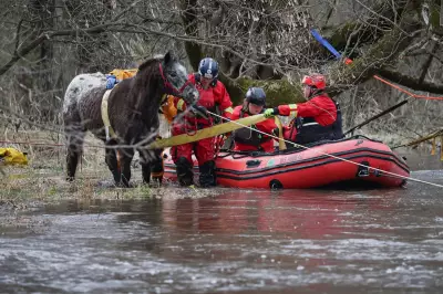 Dramatic Rescue of Horse Swept Away by Illinois Floodwaters