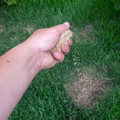 Experts Reveal One Simple April Task for Greener, Moss-Free Lawns