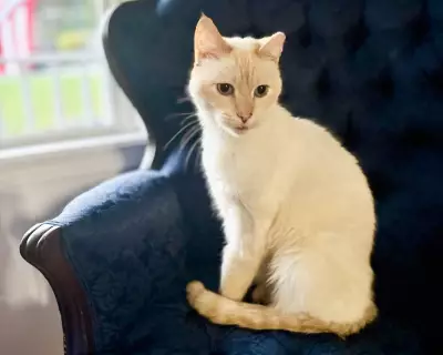 Family Reunited with Cat Dodger Seven Years After Losing Him in California Move