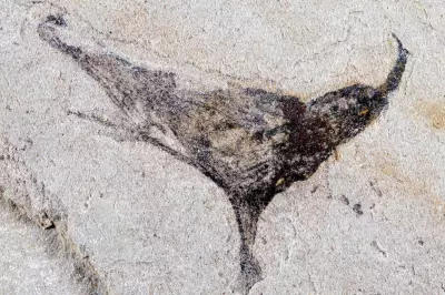 Fossil Discovery Reveals Early Complex Animal Evolution Millions of Years Earlier