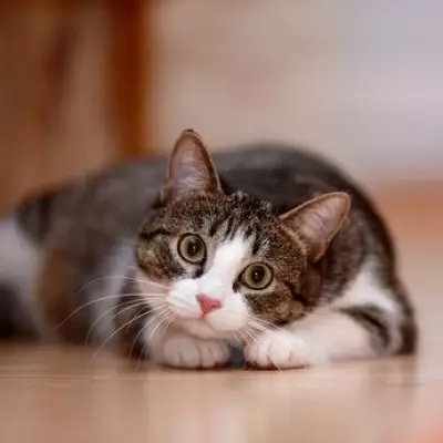 Four Key Signs Your Cat Is Truly Happy and Content in Your Home