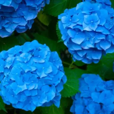 Gardening Expert Reveals Natural Trick to Turn Pink Hydrangeas Blue