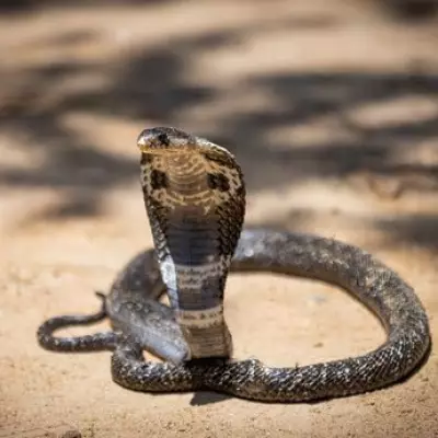 German Tourist Dies After Cobra Bite at Snake Show in Egypt