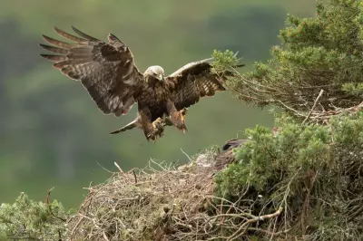 Golden Eagles Poised for Historic Return to England After 150-Year Absence