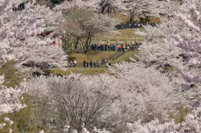 Japanese Town Overwhelmed by Mount Fuji Cherry Blossom Tourism Boom
