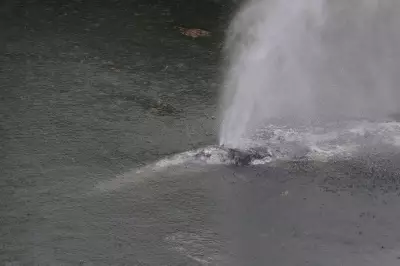 Juvenile Gray Whale Found Dead After 20-Mile River Journey in Washington
