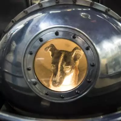 Laika's Tragic Space Journey: The Soviet Stray Dog Who Never Returned