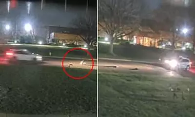 Long Island Driver Suspected of Intentional Goose Killings, $7,500 Reward Offered