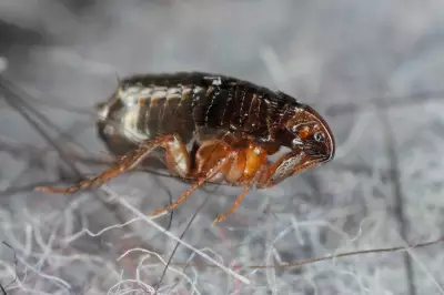 Los Angeles Faces Record Typhus Outbreak: 220 Cases Reported in 2025