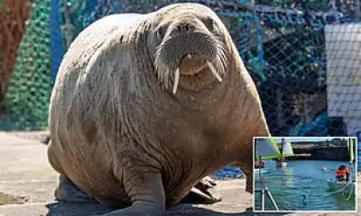 Magnus the Walrus Joins School Sailing Lesson in Scotland