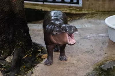 Man Fined for Climbing into Viral Hippo Moo Deng's Enclosure at Thai Zoo