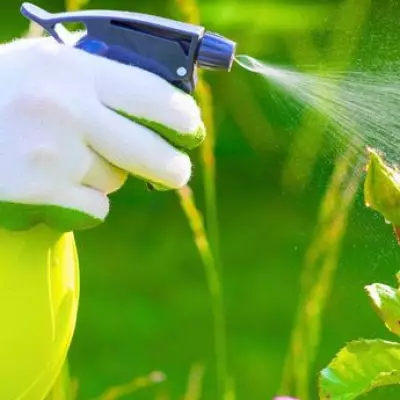 Milk Spray Prevents Black Spot on Roses in Spring Naturally