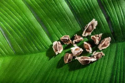 Moringa 'Miracle Tree' Seeds Filter Microplastics from Drinking Water