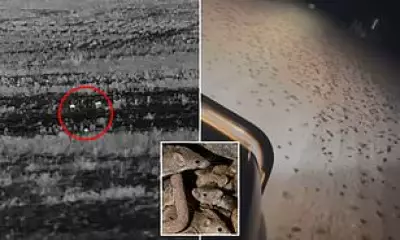 Mouse Plague Intensifies: Hundreds of Mice Overrun Australian Farmland