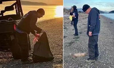 Mystery of Guemes Island 'Canine' Carcasses Solved: They Were Fox Bait