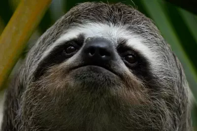 Nearly 30 Sloths Die from Cold and Sickness at Florida Import Warehouse