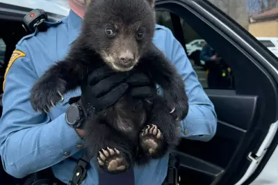 New Jersey State Troopers Rescue Bear Cub from Interstate Highway Ditch