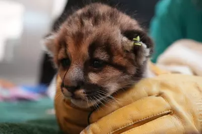 Orphaned Baby Mountain Lion Crimson Rescued and Cared for at Oakland Zoo