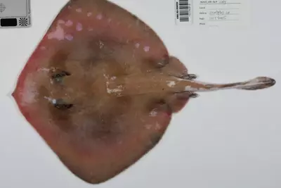 Over 110 New Deep-Sea Species Discovered in Australia's Coral Sea