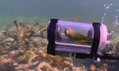 Parrot's Submarine Snorkelling Adventure Sparks Viral Debate Over Pet Ethics