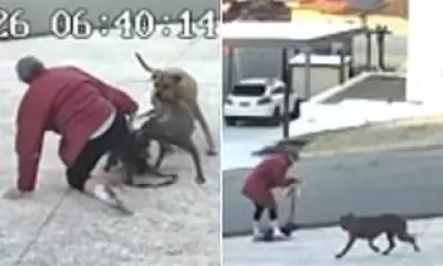 Perth Dog Attack Leaves Woman Hospitalised and Pet Euthanised After Brutal Morning Assault