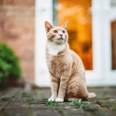 Pet Owners Save 20% on Flea Treatments as Customers Praise Vet Cost Savings