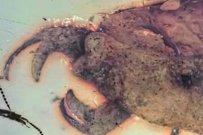 Prehistoric Bug with Crab-Like Claws Named After K-Pop Group Stray Kids