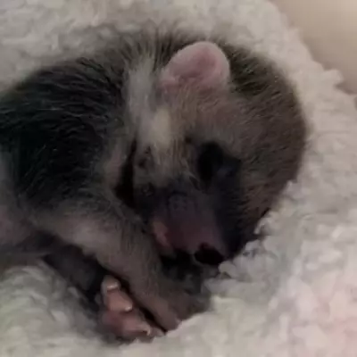 Rare Pine Marten Kit Rescued After Being Mistaken for Fox Cub