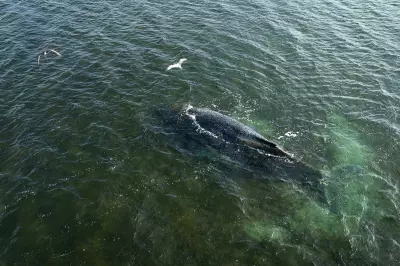 Rescuers Abandon Hope for Humpback Whale Stranded in German Baltic Sea