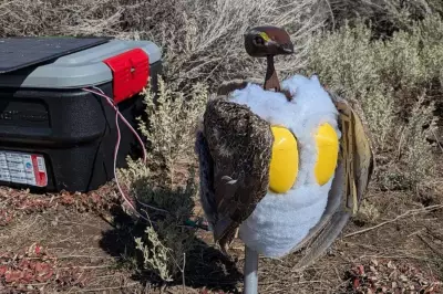 Robotic Sage Grouse Deployed in US National Parks to Revive Fragile Ecosystems