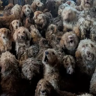 RSPCA Denies AI Claims as 250 Poodles Found Crammed in Nottingham House