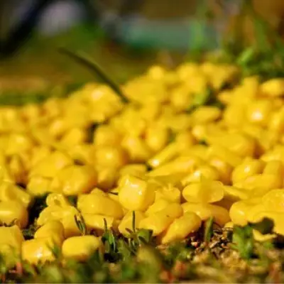 Scatter Leftover Sweetcorn in Your Garden to Help Wildlife This Spring