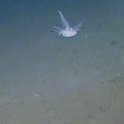 Scientists Baffled by Unclassifiable Deep-Sea Creature Found at 30,000ft