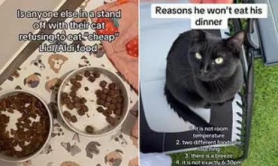 Scientists Discover Why Cats Leave Food: Boredom With Smell, Not Fullness